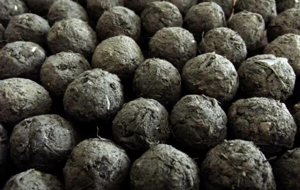 20 Seedballs, lose | Verschiedene Sorten, sortenrein / unverpackt – Bild 4