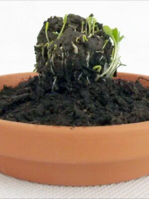 Seedball keimend | handgerollt von MISS GREENBALL