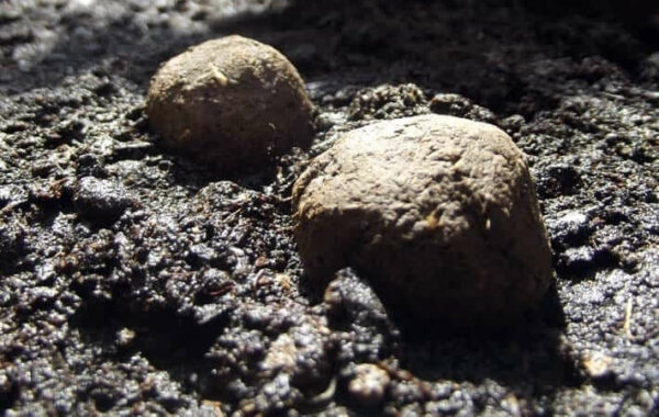 20 Seedballs, lose | Verschiedene Sorten, sortenrein / unverpackt – Bild 2