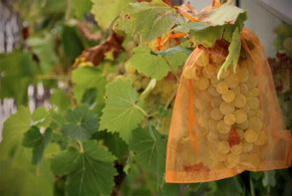 Trauben Schutzbeutel (10 Stück) - Organzabeutel zum Schutz von Obst gegen Fraß durch Insekten und Vögeln