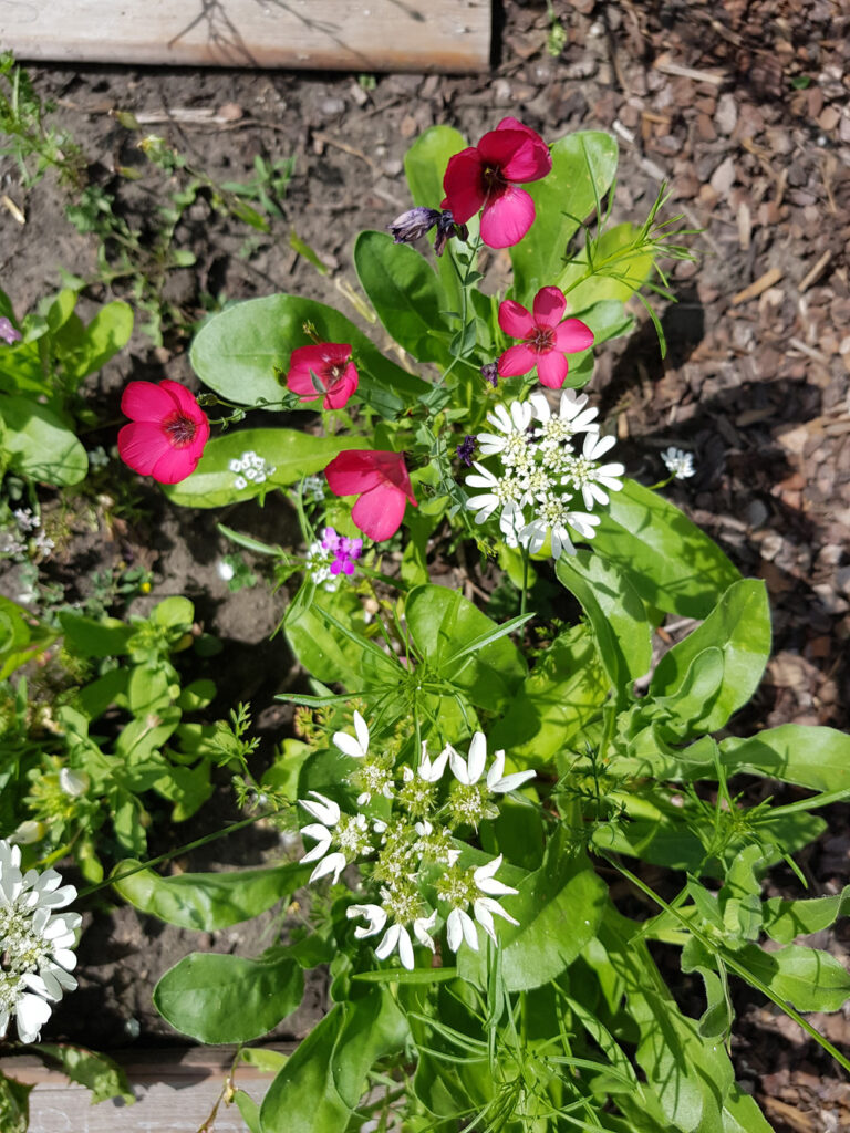 MISS GREENBALL Seedballs